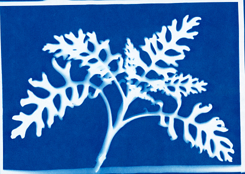 Cyanotype print of dusty miller or silver ragwort, Jacobaea maritima, formerly Senecio cineraria.