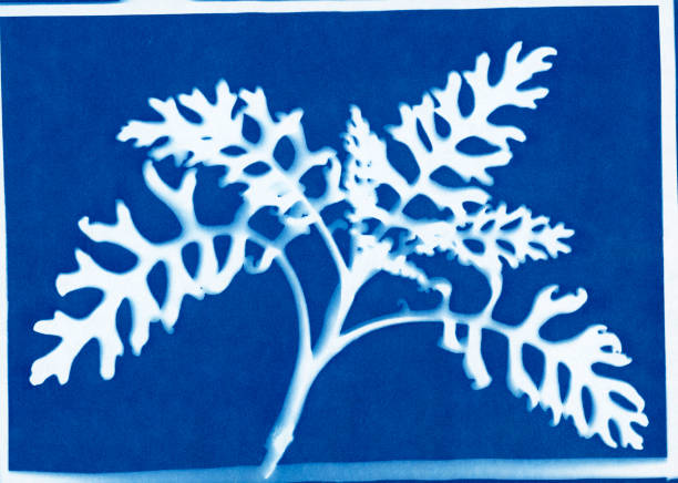 cyanotype print of dusty miller or silver ragwort, Jacobaea maritima Cyanotype print of dusty miller or silver ragwort, Jacobaea maritima, formerly Senecio cineraria. dusty miller photos stock pictures, royalty-free photos & images