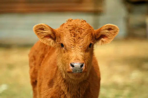 Baby cow staring at camera