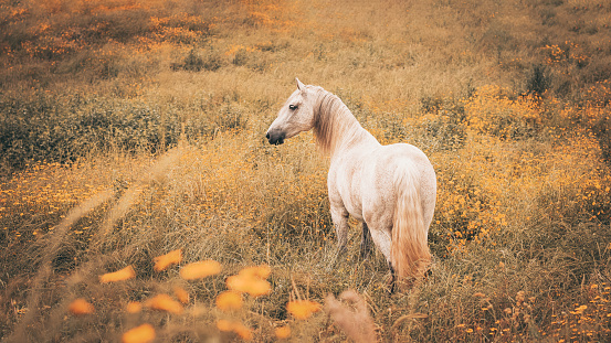 Horse in freedom, on flower field, looking attentively, Lusitano breed.