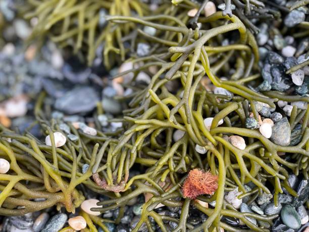 istock Seaweeds on the beach with stones 1402376445
