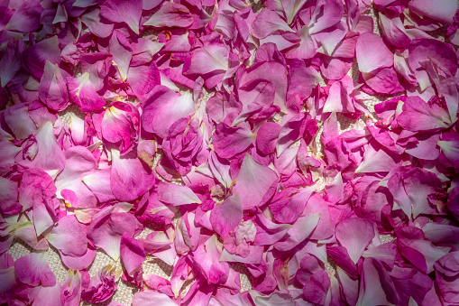 Pink natural background. Topic: Flower tea from rose petals