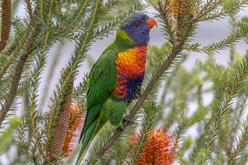 Rainbow Lorikeet (Trichoglossus moluccanus) perched in a tree in Sydney, New South Wales, Australia.