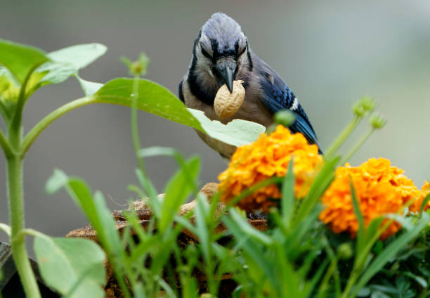 istock Bluejay finds a peanut behind Marigolds 1402377564