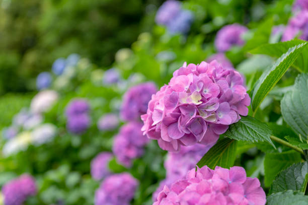 istock Many hydrangeas blooming in Oji, Kita-ku, Tokyo 1402378649