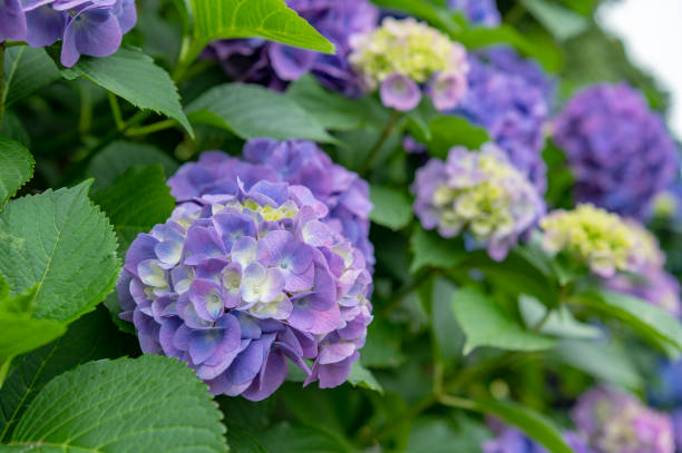 istock Many hydrangeas blooming in Oji, Kita-ku, Tokyo 1402378681
