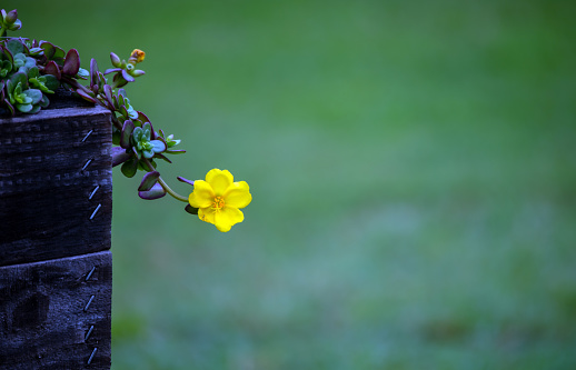 A pretty little yellow flower extending from the wooden flower container. A light green defocused background provides plenty of copy space for gardening or flower advertising.
