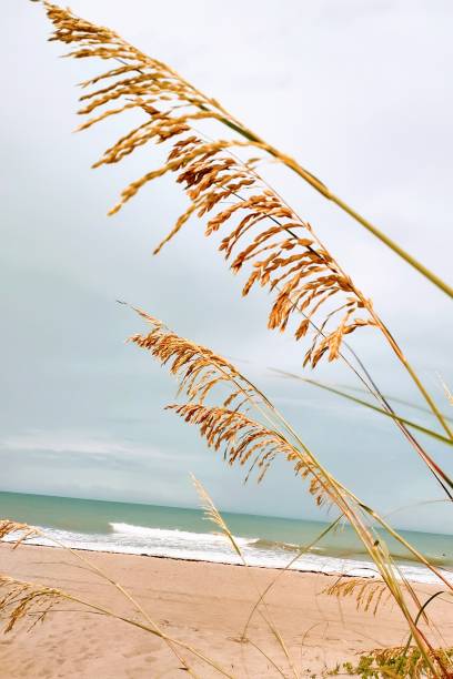 열 - sea oat grass 뉴스 사진 이미지