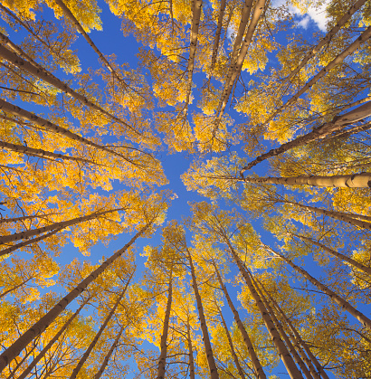 Aspen trees during Fall season