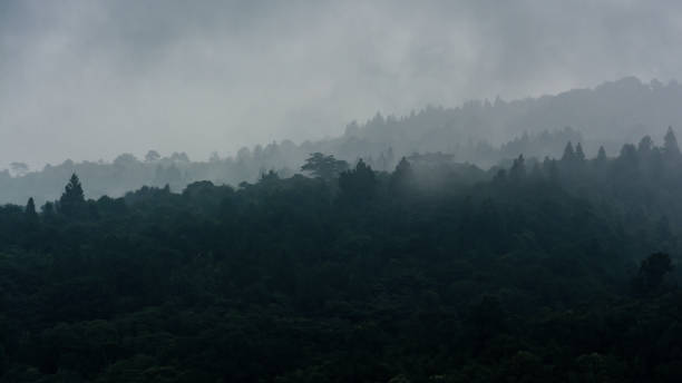 istock landscape of   Rain forest in Thailand 1402385294