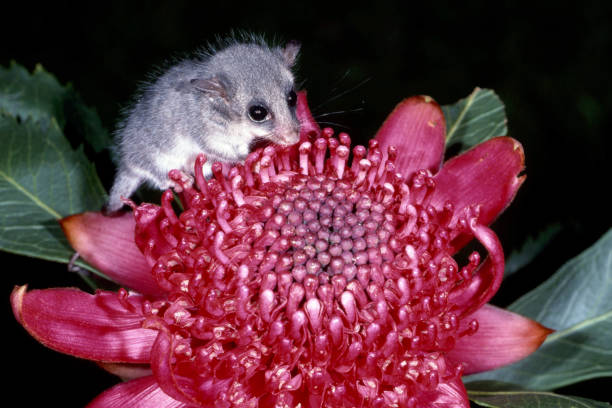 Eastern Pygmy Possum Australian Eastern Pygmy Possum on Waratah Flower telopea stock pictures, royalty-free photos & images