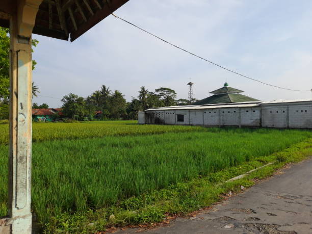 istock Mosque in the middle of roce field. 1402390608