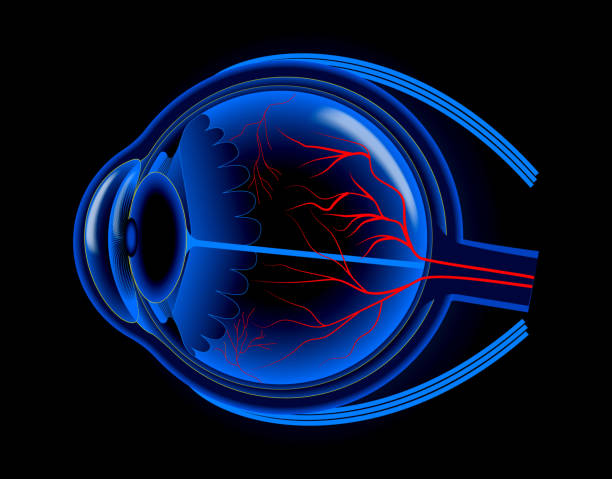 illustrations, cliparts, dessins animés et icônes de ensemble de globe oculaire humain réaliste isolé ou rapproché de la rétine du globe oculaire humain avec pupille et iris. vecteur eps - scan de la rétine
