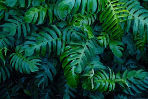 istock creative tropical monstera green leaves 1402393215