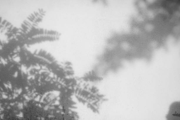 istock Blur Gray cement shadow leaves background. 1402394133