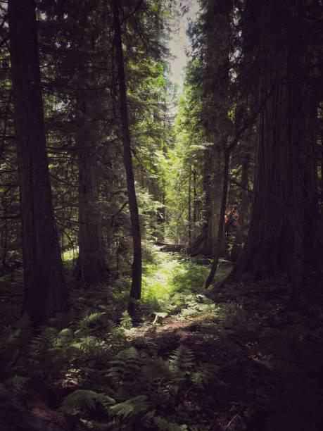 istock Natures magic in the Kootenays 1402394907