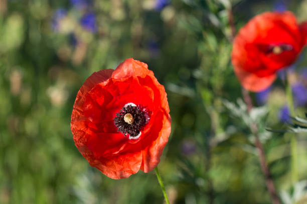 Papaver rhoeas, common poppy flowers in meadow closeup selective focus