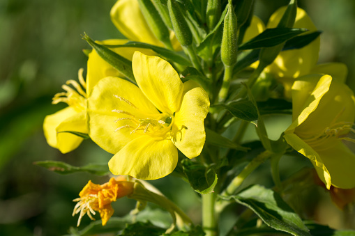 Oenothera biennis, flores amarillas de onagra común primer plano enfoque selectivo photo