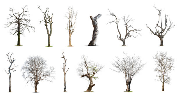 istock Collection of dead tree,dry tree, isolated on white background. 1402395741