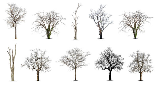 istock Collection of dead tree,dry tree, isolated on white background. 1402395751