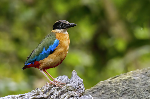 The blue-winged pitta perching on log with green bokeh background , Thailand