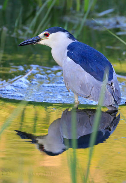 istock Black-Crowned Night-Heron with nice reflection and green backgroun 1402399035