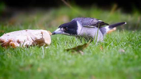 Grey Butcherbird foraging for food on the ground