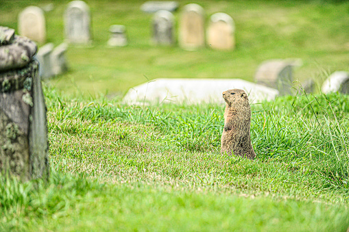 Groundhog at the cemetery