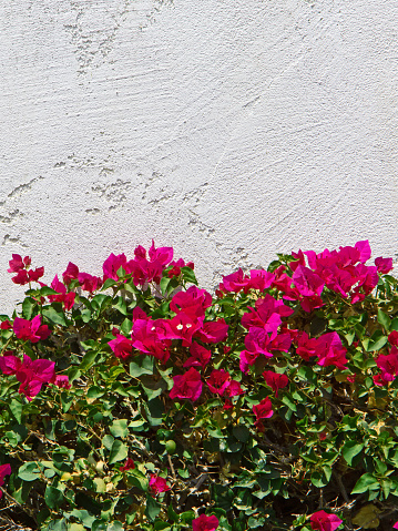 A hedge of bougainvillea against a white stucco wall.