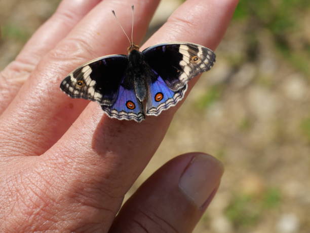 istock Blue Pansy Butterfly on human finger 1402402645