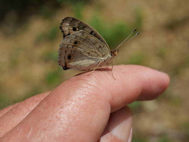 istock Blue Pansy Butterfly on human finger 1402402653