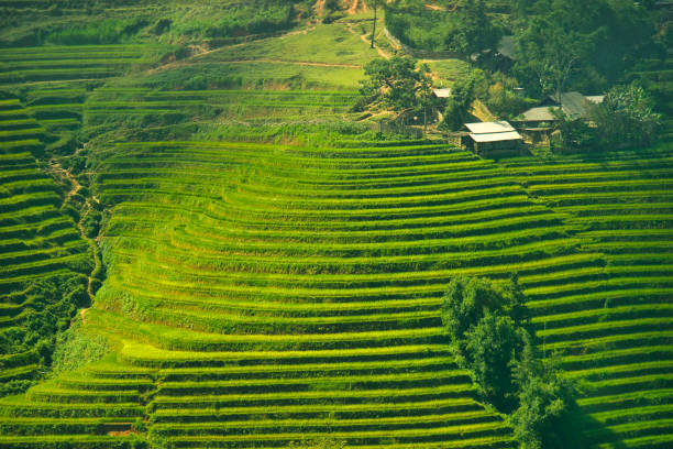 In the Northwest region of Vietnam, people have the custom of growing wet rice on terraced fields
