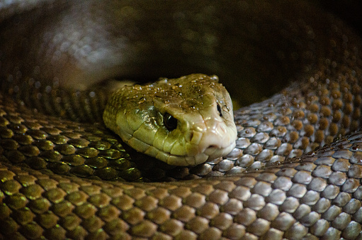 Venomous purple-spotted pit viper, native of Thailand. This one lives in captivity.