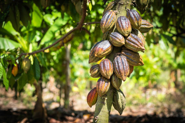 istock Cacao tree with cacao pods in a organic farm. 1402406866