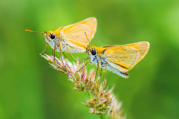 istock Two large skipper, ochlodes sylvanus butterfly sitting on grass stem. Animal nature bacgkround 1402407523