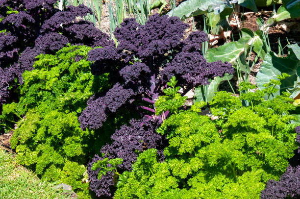 istock Red kale and parsley planted as a garden border 1402409676