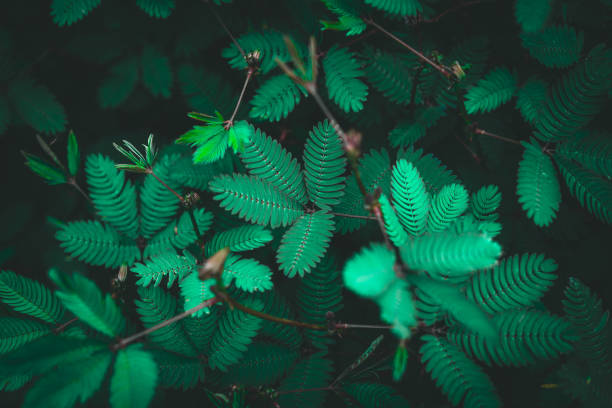 istock aesthetic beautiful green nature background 1402410466