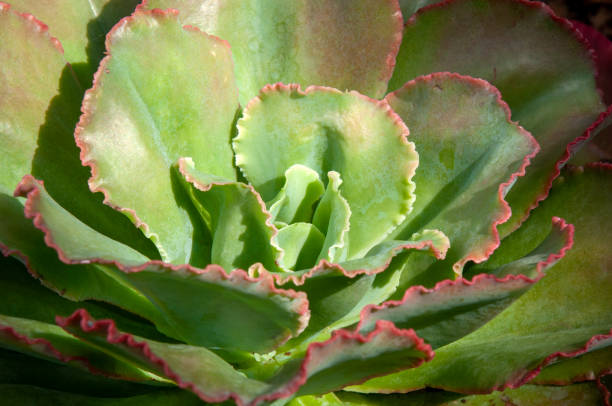 echeveria 'crinoline ruffles' is a rosette-forming succulent plant - saksıgüzeli stok fotoğraflar ve resimler