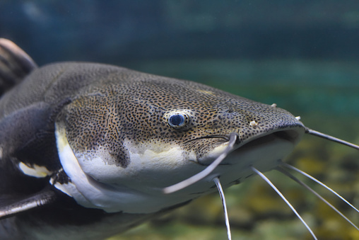 Red tailed catfish in aquarium close up