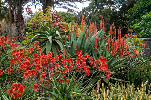 Winter in the succulent garden Sydney, Australia