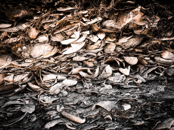 Midden Evidence 40+ Hard Evidence Stock Photos, Pictures & Royalty-Free Images - iStock
