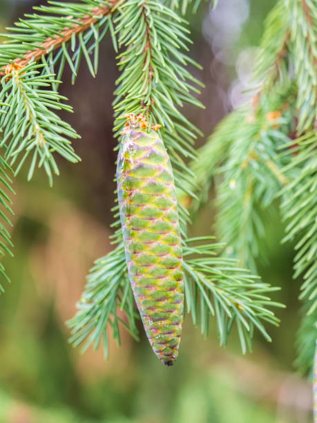istock Young spruce cone with cured resin on a sunny morning in the forest. Copy space. Vertical image. 1402414353
