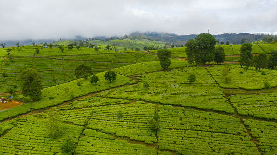 Tea plantations on hillsides in a mountainous province. Tea estate landscape. Nuwara Eliya, Sri Lanka.
