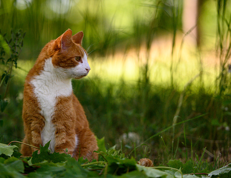 Red cat sitting in the grass out in the garden.\nCute Ginger cat in the sunshine in the summer.\nOnly a close-up cat and no people in the photo. Natural soft light.