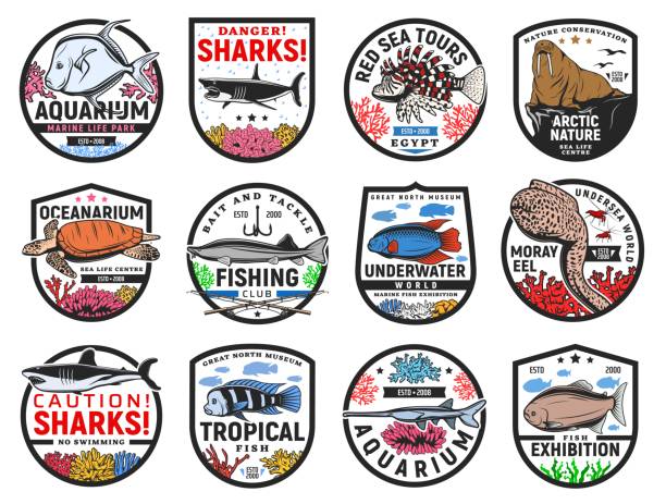 열대 바다 물고기와 바다 동물 아이콘 세트 - 바다코끼리 stock illustrations