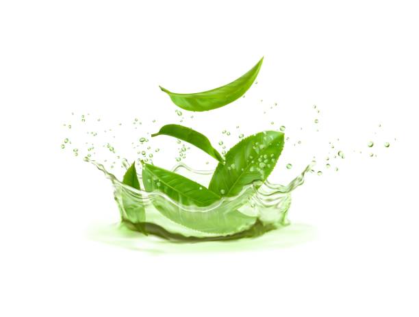 ilustraciones, imágenes clip art, dibujos animados e iconos de stock de salpicaduras de agua de la corona de té de hierbas y hojas de té verde - water flowing water pouring ice