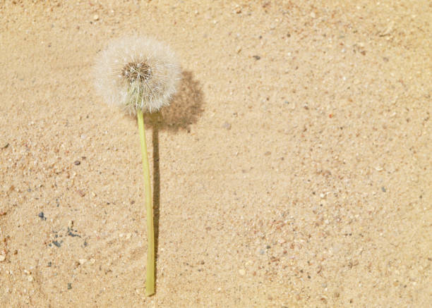 istock Fluffy white dandelion on sand. Dandelion background. 1402417306