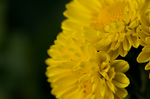 Close up of Chrysanthemum flower