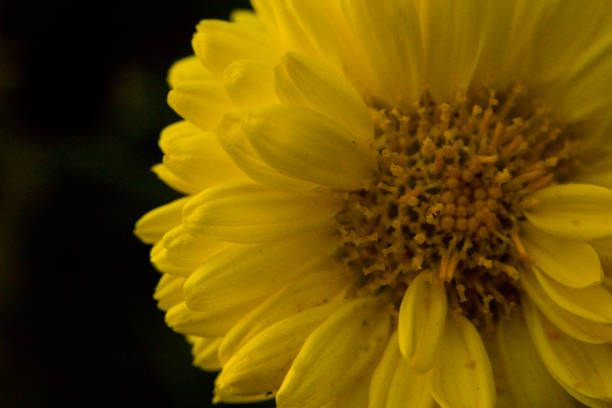 macro de fleur de chrysanthème colorée - flower head sunflower chrysanthemum single flower photos et images de collection