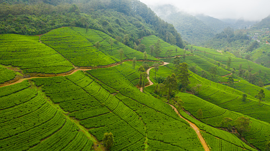 Aerial view of Tea estate on hillsides in a mountainous province. Tea plantations landscape. Sri Lanka.
